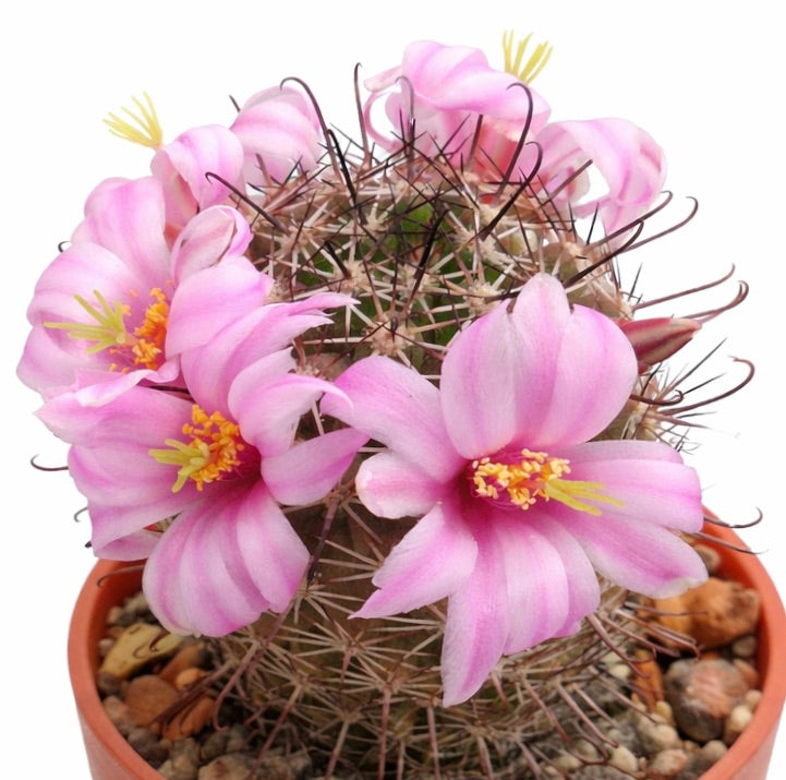 Cactus Mammillaria shurliana avec fleurs roses et longues épines courbées en pot en terre cuite