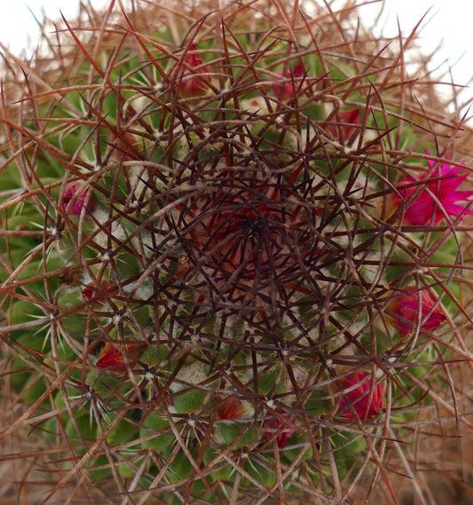 Cactus Mammillaria xochipilli con spini rossastri densi e piccoli fiori rosa in fiore