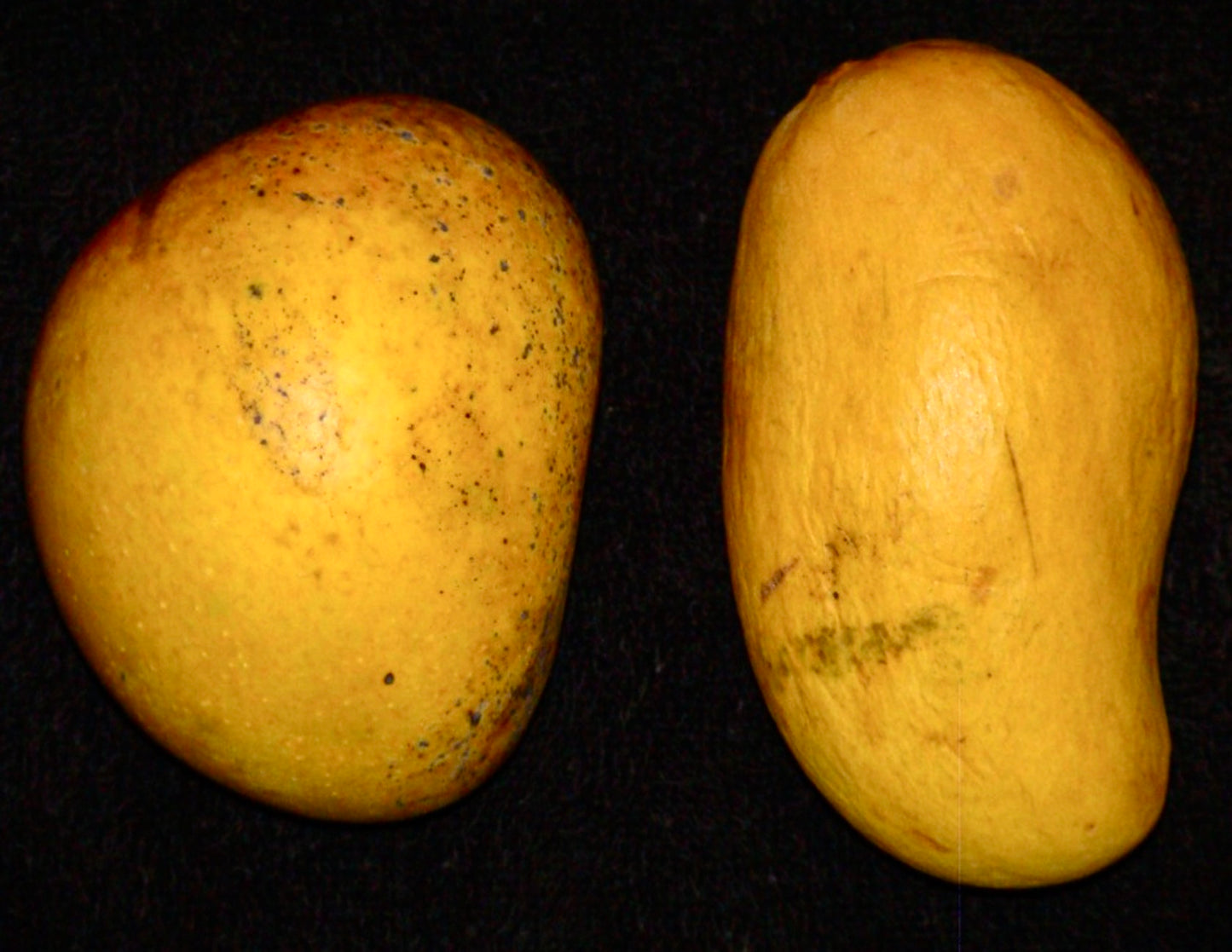 Mangifera indica cv ATAULFO ripe yellow mango fruits with smooth skin and black speckles