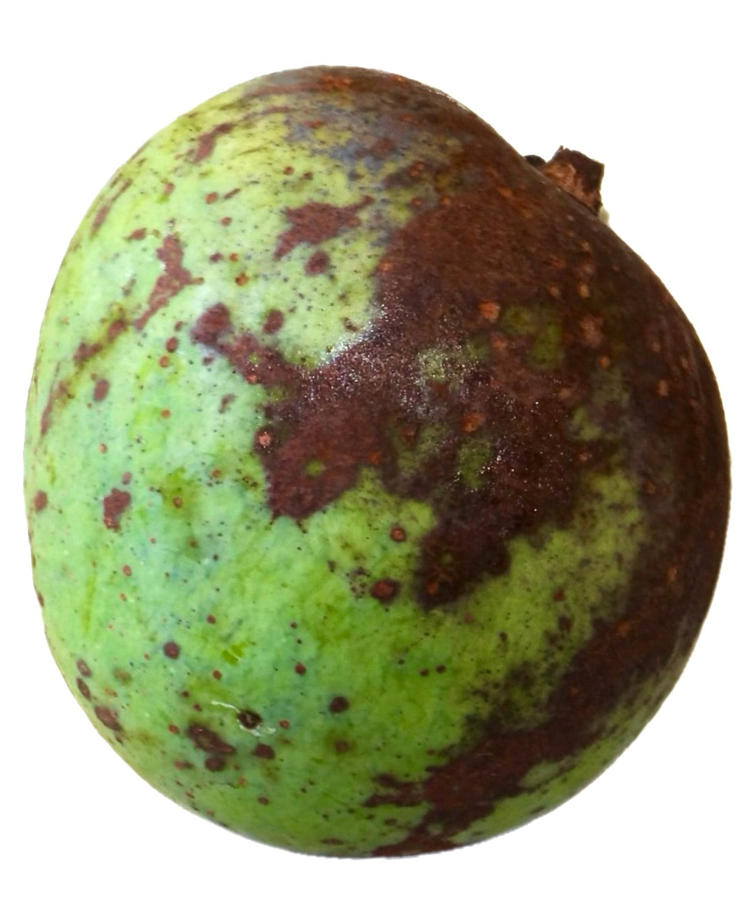 Mangifera indica cv CASTURI ripe green and brown speckled tropical fruit close-up
