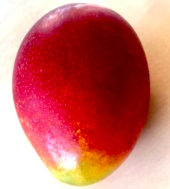 Mangifera indica cv IRWIN ripe red and yellow tropical mango fruit close-up