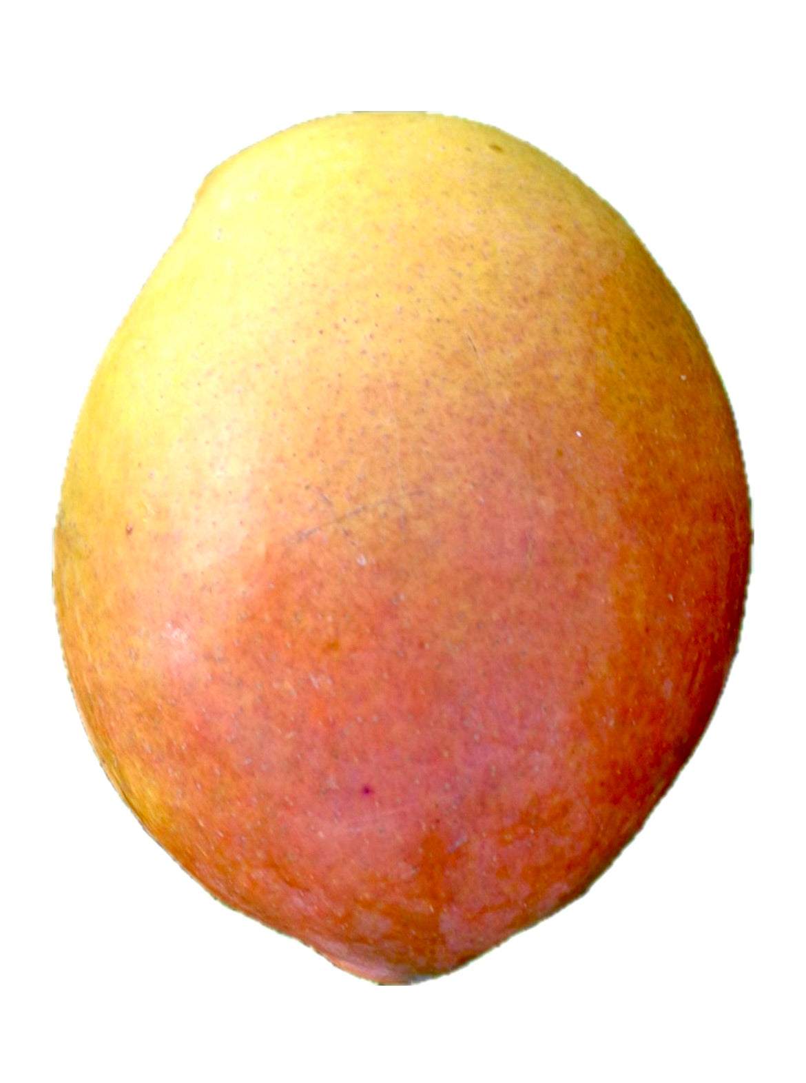 Mangifera indica cv KEITT ripe yellow and orange mango fruit with smooth skin