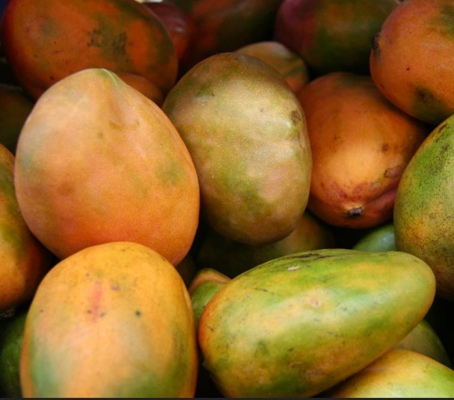 Mangifera indica cv KENSINGTON ripe tropical mango fruits with smooth skin