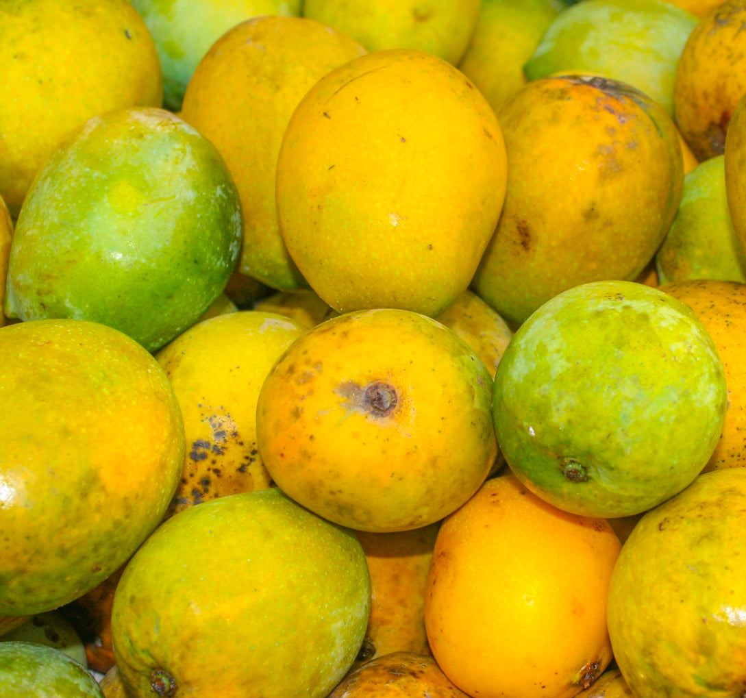 Mangifera indica cv KLENN ripe and unripe yellow-green tropical mango fruits close-up