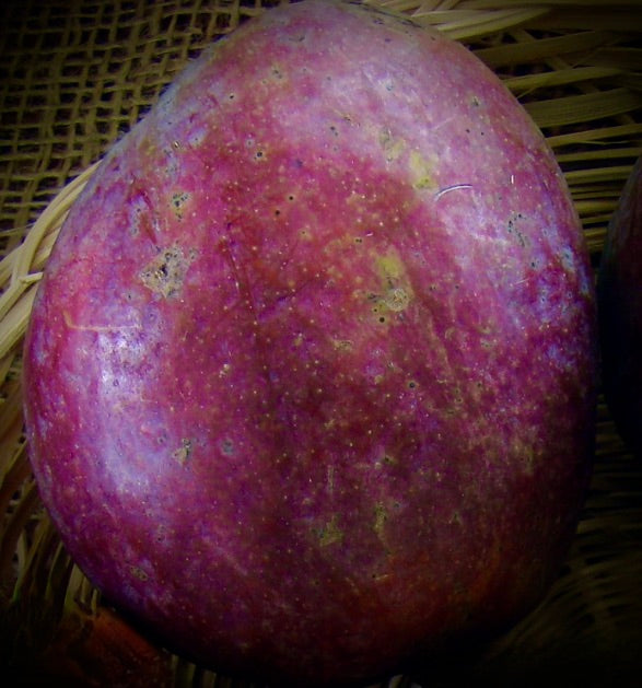 Mangifera indica purple ripe mango fruit with smooth skin and natural blemishes