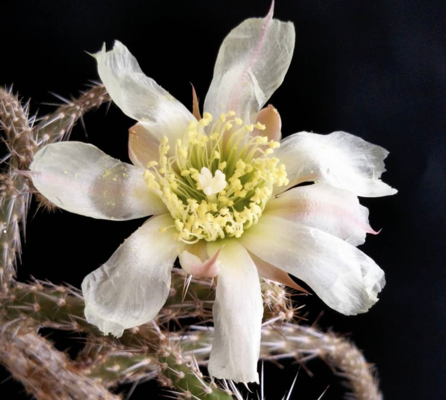 Marenopuntia marenae SEEDS