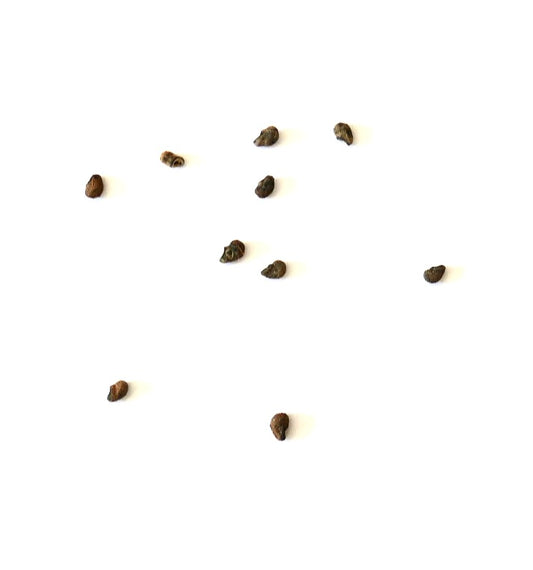 Matucana crinifera seeds scattered on white background for cactus propagation