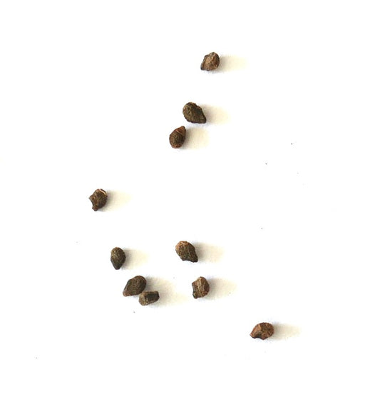 Matucana elongata seeds small brown cactus propagation material on white background