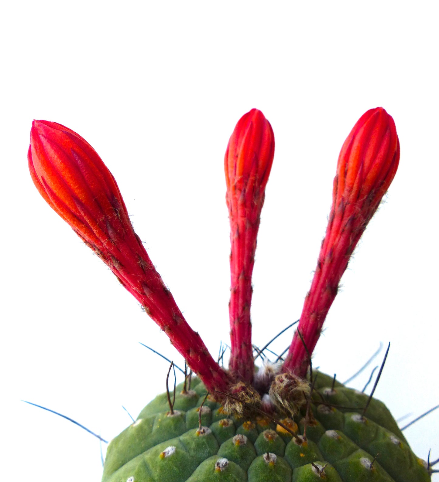 Cactus Matucana madisoniorum avec des bourgeons floraux allongés rouges vibrants et un corps vert nervuré