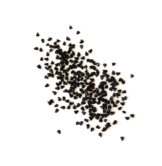 Matucana madisoniorum cactus seeds scattered on white background