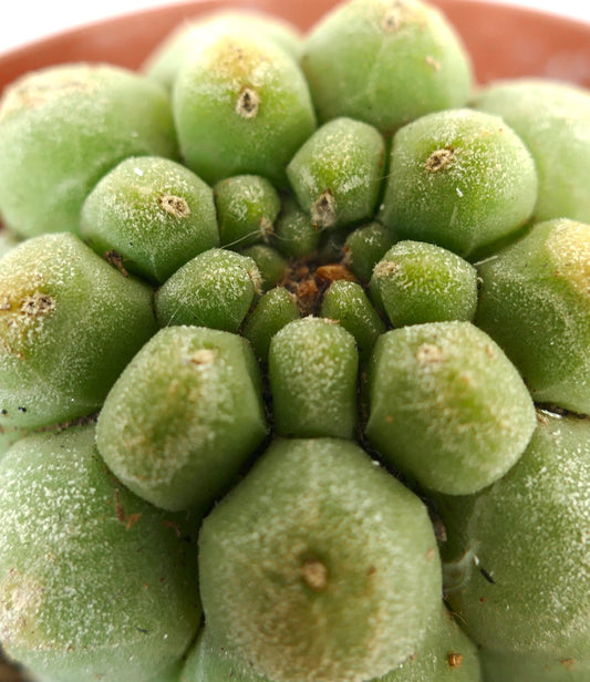 Matucana madisoniorum succulent cactus with rounded green tubercles and fine white spines