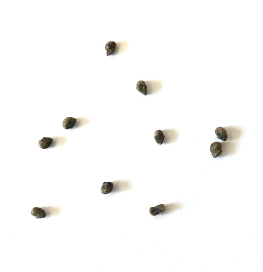 Graines de cactus Matucana oreodoxa dispersées sur fond blanc