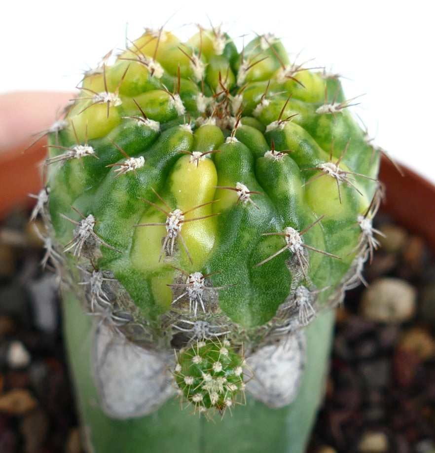 Matucana polzii succulent cactus with green and yellow variegated ribs and sharp spines