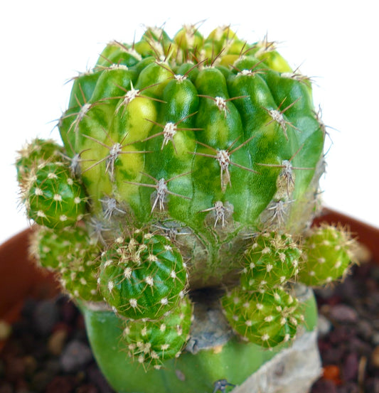 Matucana polzii succulent cactus with green variegated ribs and small spiny offsets