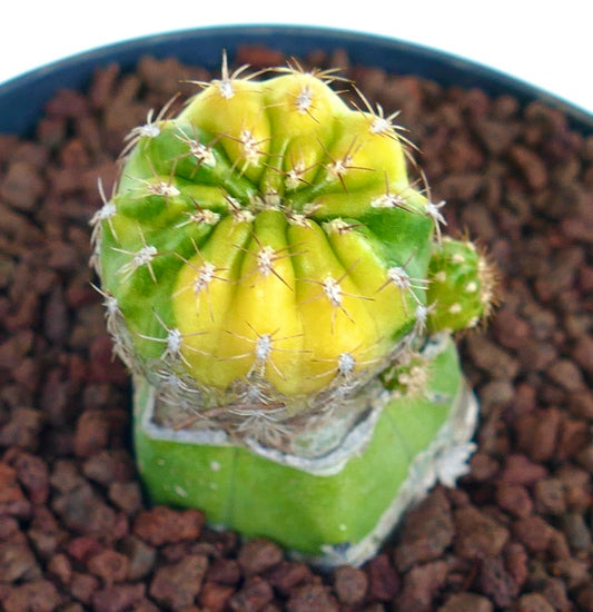 Matucana polzii small variegated cactus with yellow and green ribbed body and white spines