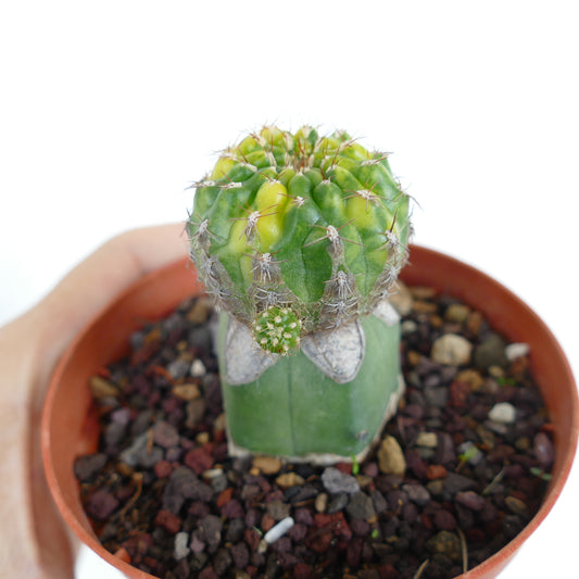 Matucana polzii rare variegated cactus with green and yellow ribbed body and spines