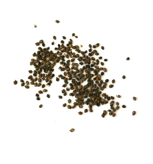 Matucana yanganucensis seeds scattered on white background for cactus propagation