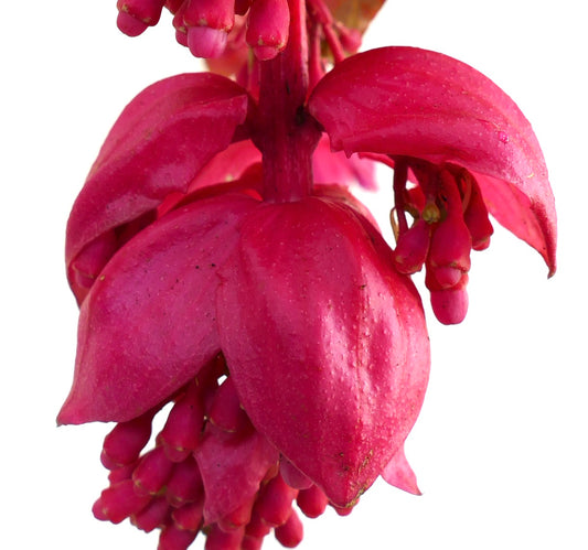 Medinilla magnifica bright pink hanging flower clusters with large textured bracts