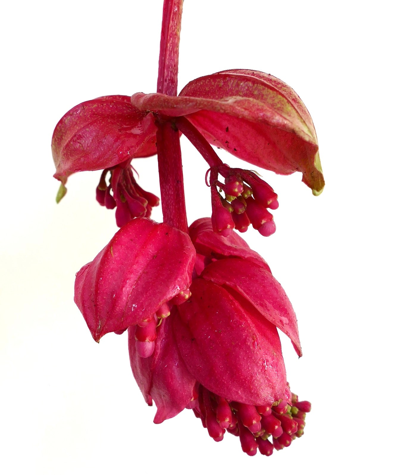 Medinilla magnifica leuchtend pinke hängende Blütentrauben mit strukturierten Blütenblättern