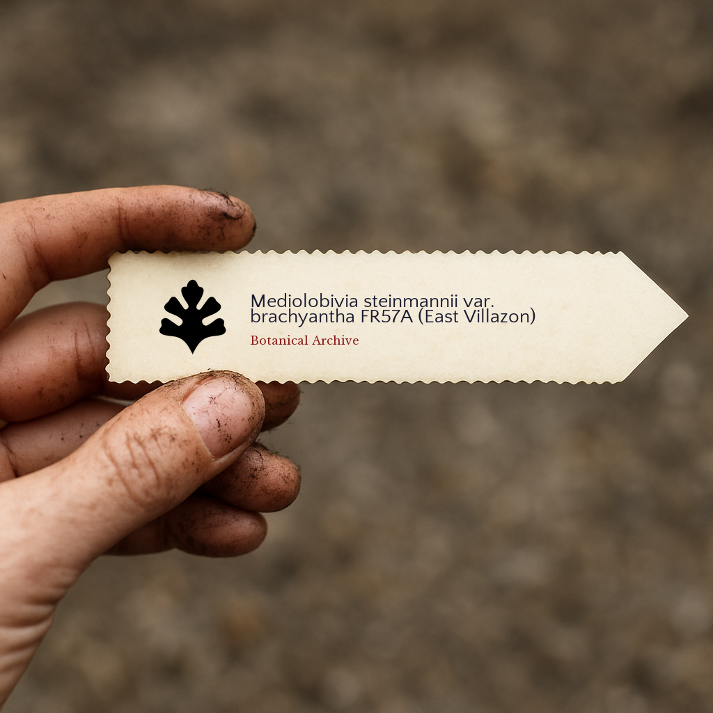 Bedruckte Pflanzenetikette für Mediolobivia steinmannii var. brachyantha, gehalten von einer schmutzigen Hand im Freien