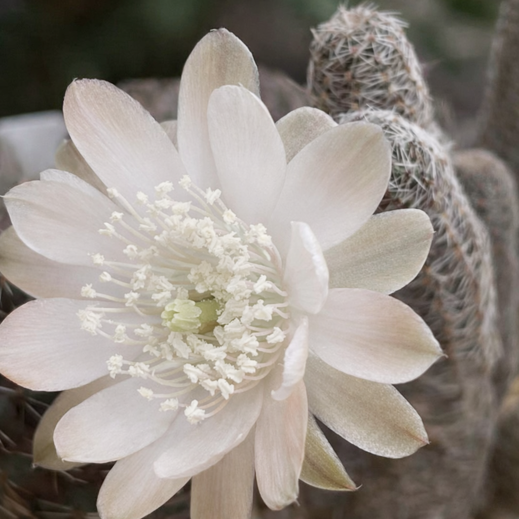 Mediolobivia einsteinii var. aureiflora FRØ