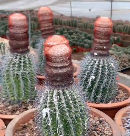 Group of Melocactus amoenus with large tall cephalia in our greenhouse