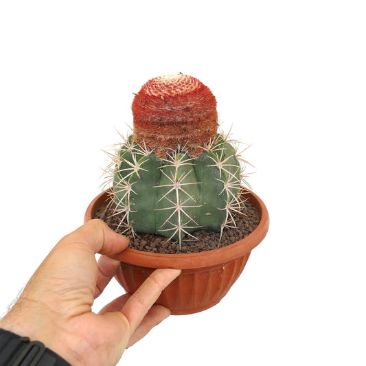 Melocactus bahiensis rare cactus with red cephalium and prominent spines in terracotta pot