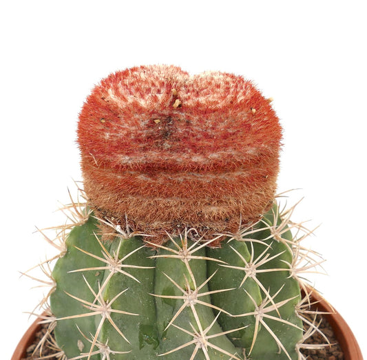 Melocactus bahiensis with distinctive dichotomous cephalium and sharp spines succulent cactus