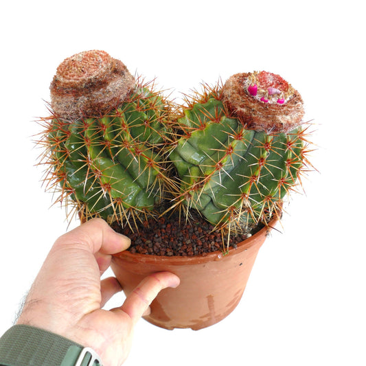 Melocactus broadway 2 HEADS ex private collection