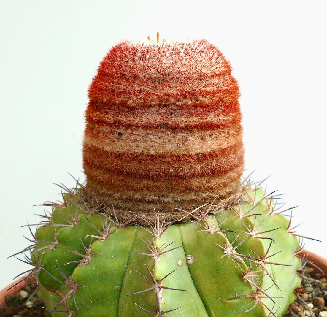 Melocactus concinnus seltener Kaktus mit grün geripptem Körper und dichtem rötlichem Cephalium