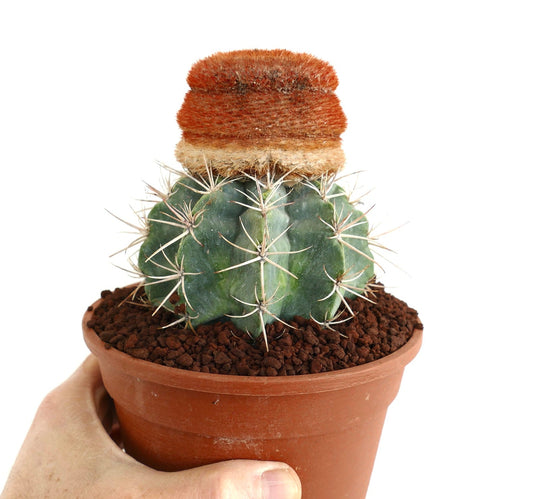 Melocactus diersianus HU404