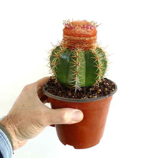 Melocactus mathanzanus sub. actinacanthus