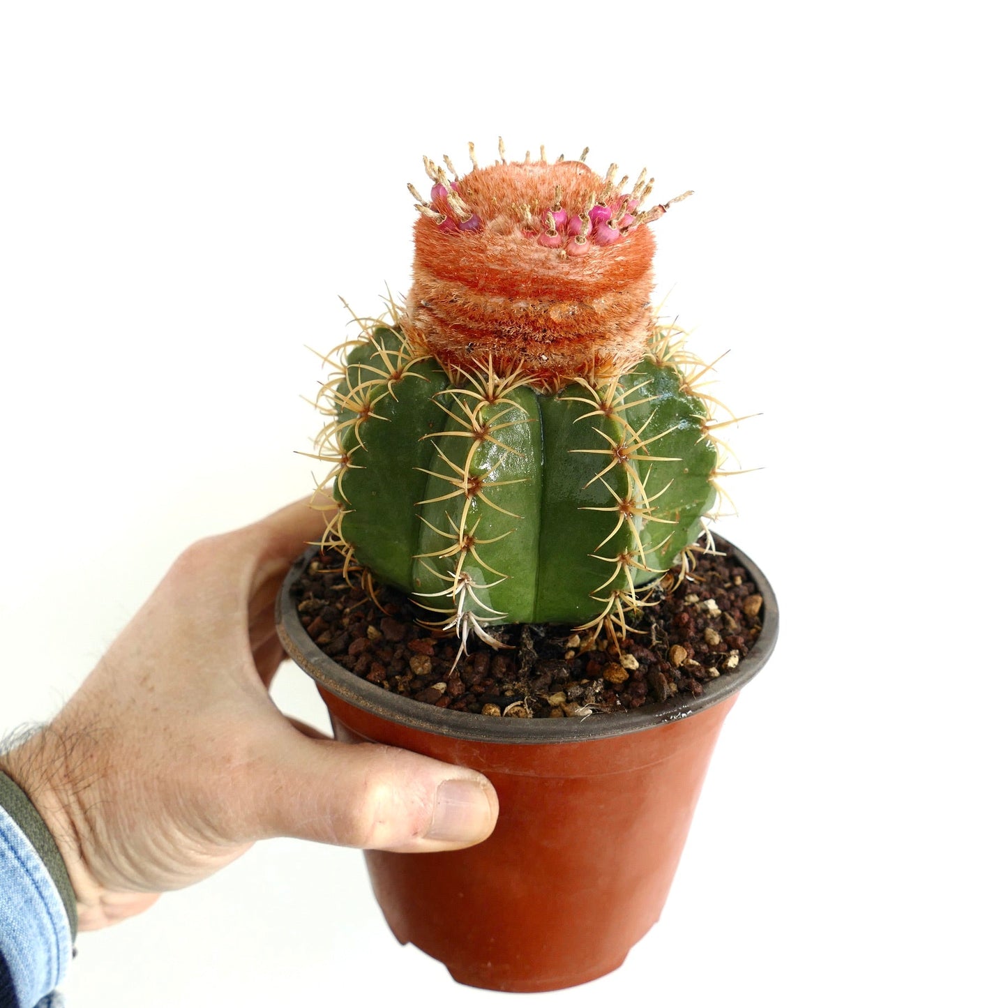 Melocactus mathanzanus sub. actinacanthus