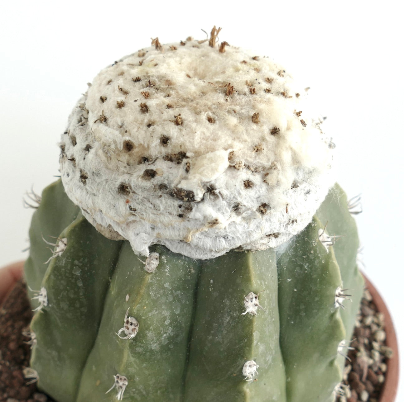 Melocactus maxonii var. inermis