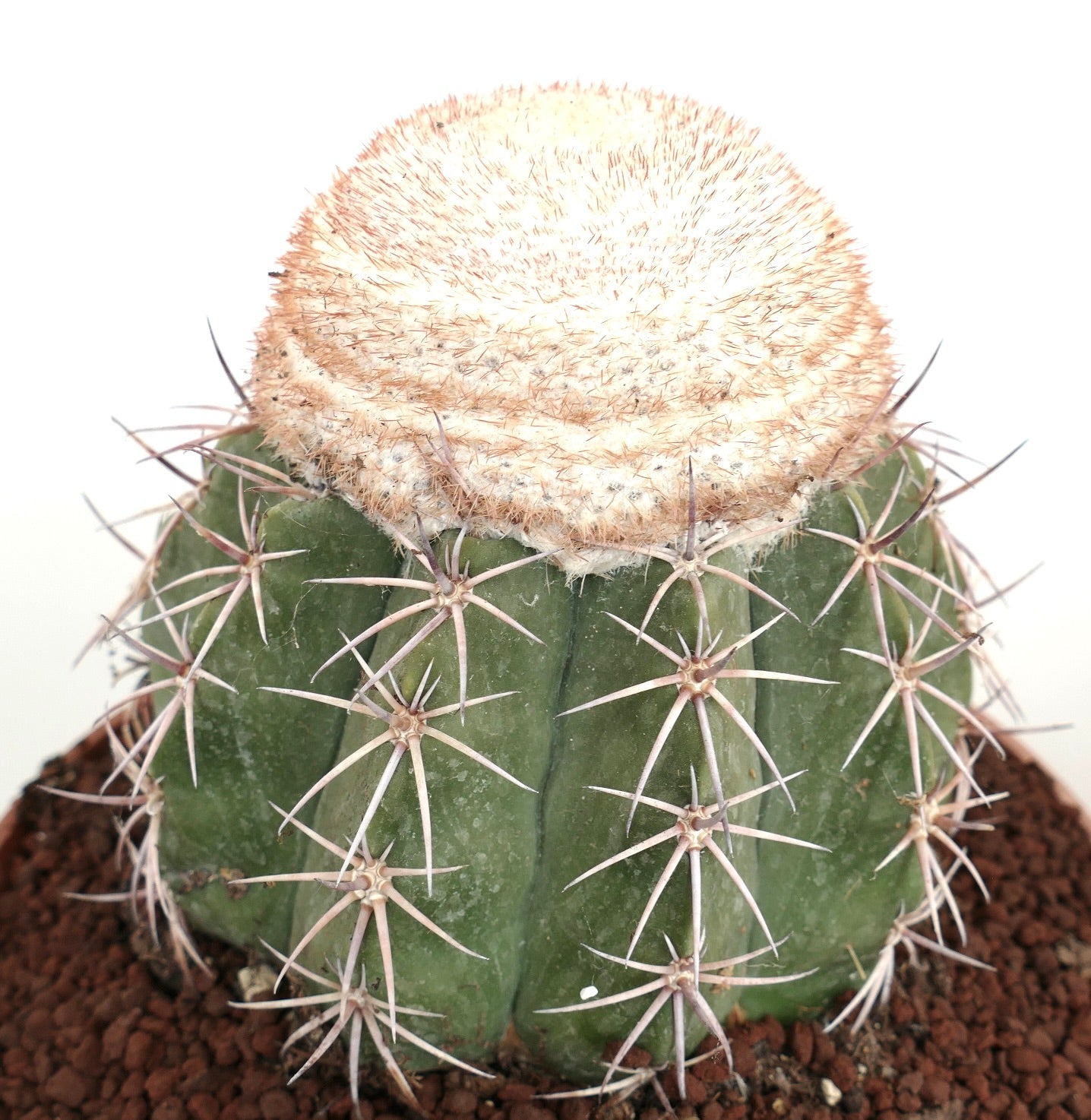 Melocactus neryi