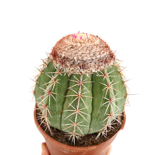 Melocactus neryi rare cactus with green ribbed body and pink flower buds in terracotta pot