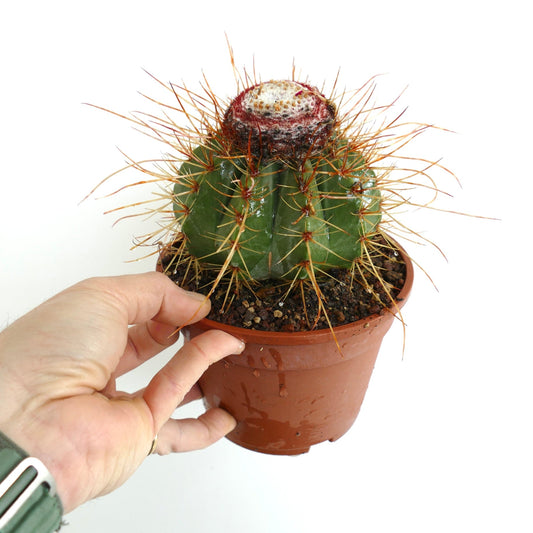 Melocactus oreas