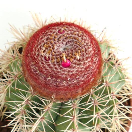 Melocactus schulsianus