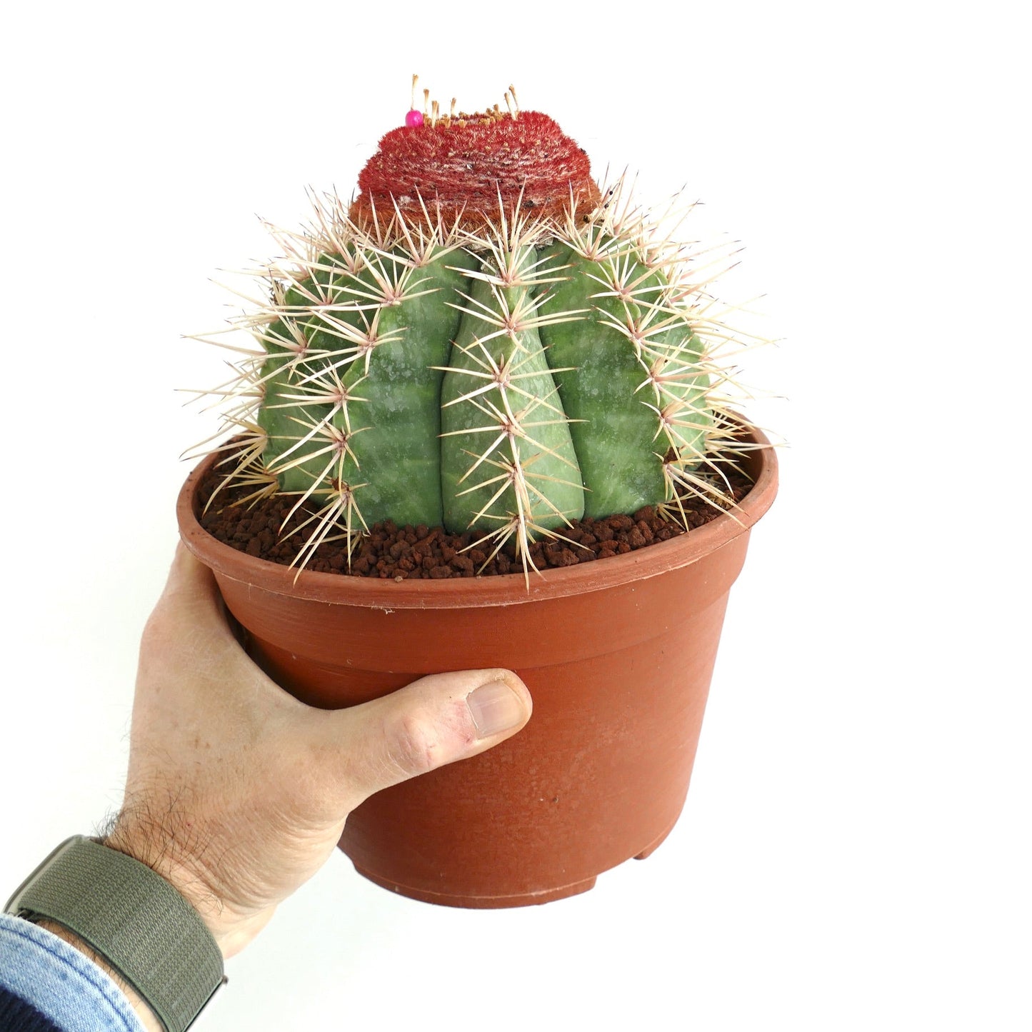 Melocactus schulsianus