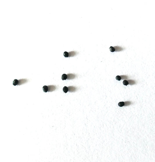 Semillas pequeñas de cactus negro Melocactus amstutziae sobre fondo blanco