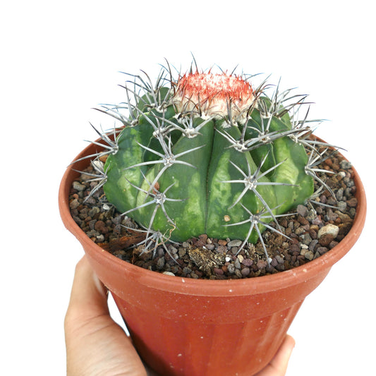 Close-up of a Melocactus bahiensis subs. amethystinus in a brown plastic pot, showing its rounded green body with deep ribs, long sharp gray spines, and a red cephalium at the top.