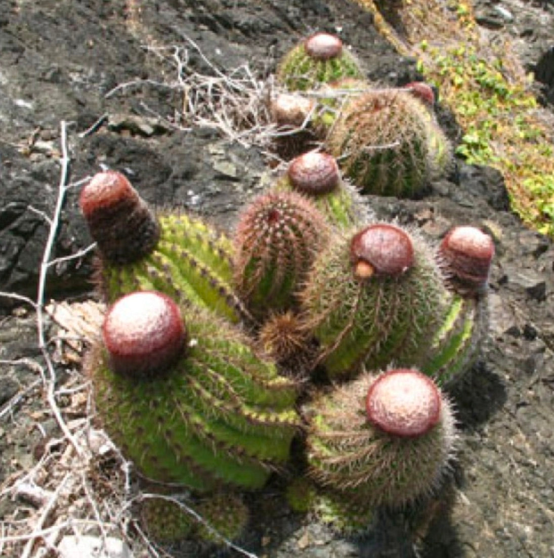 Melocactus broadwayi grüner gerippter Kaktus mit rötlich-braunem Cephalium und Dornen, der auf felsigem Boden wächst