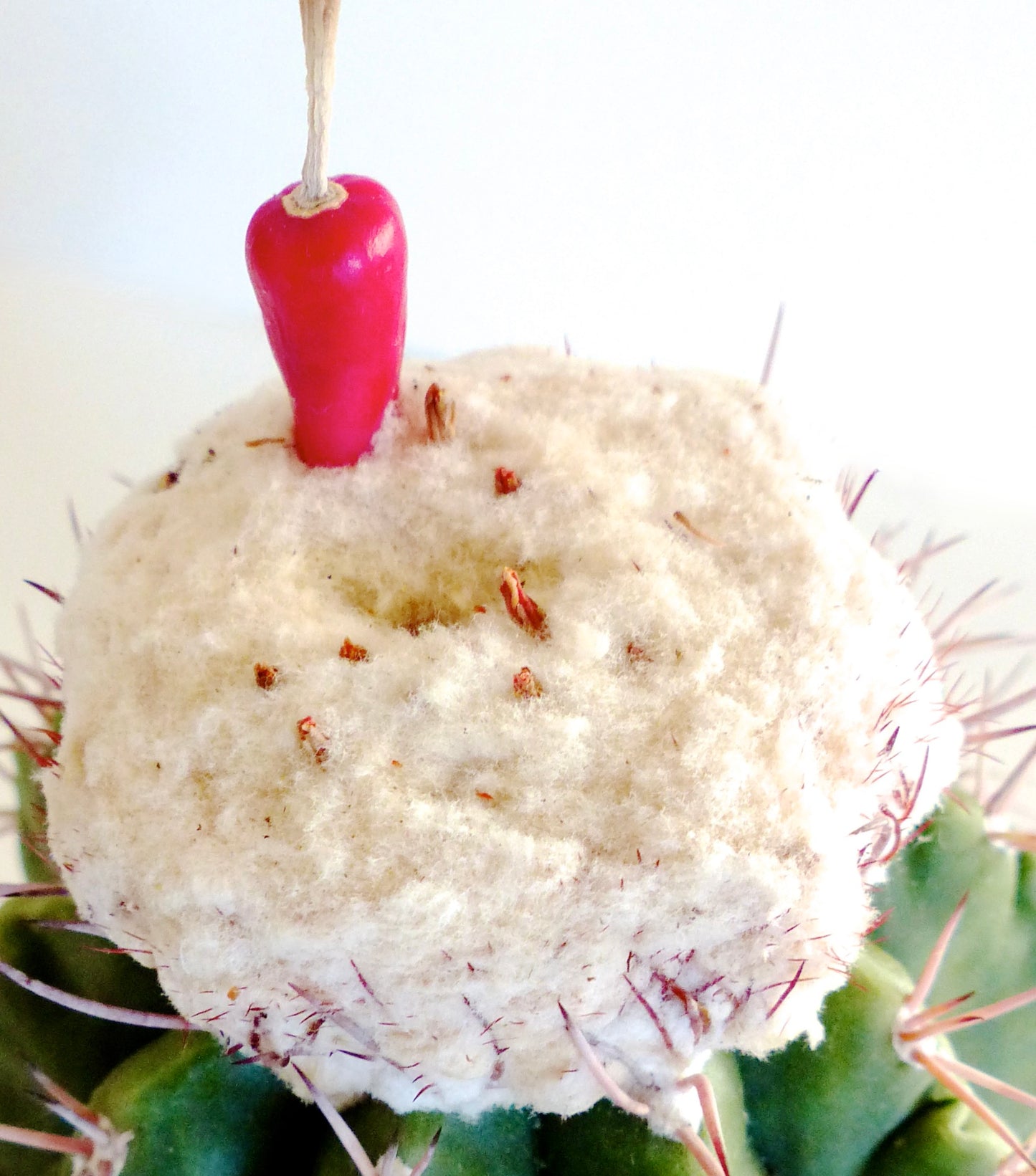 Melocactus caesius rare cactus with woolly cephalium and red fruit on green spiny body