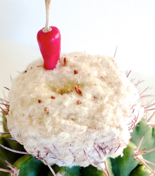 Melocactus caesius rare cactus with woolly cephalium and red fruit on green spiny body
