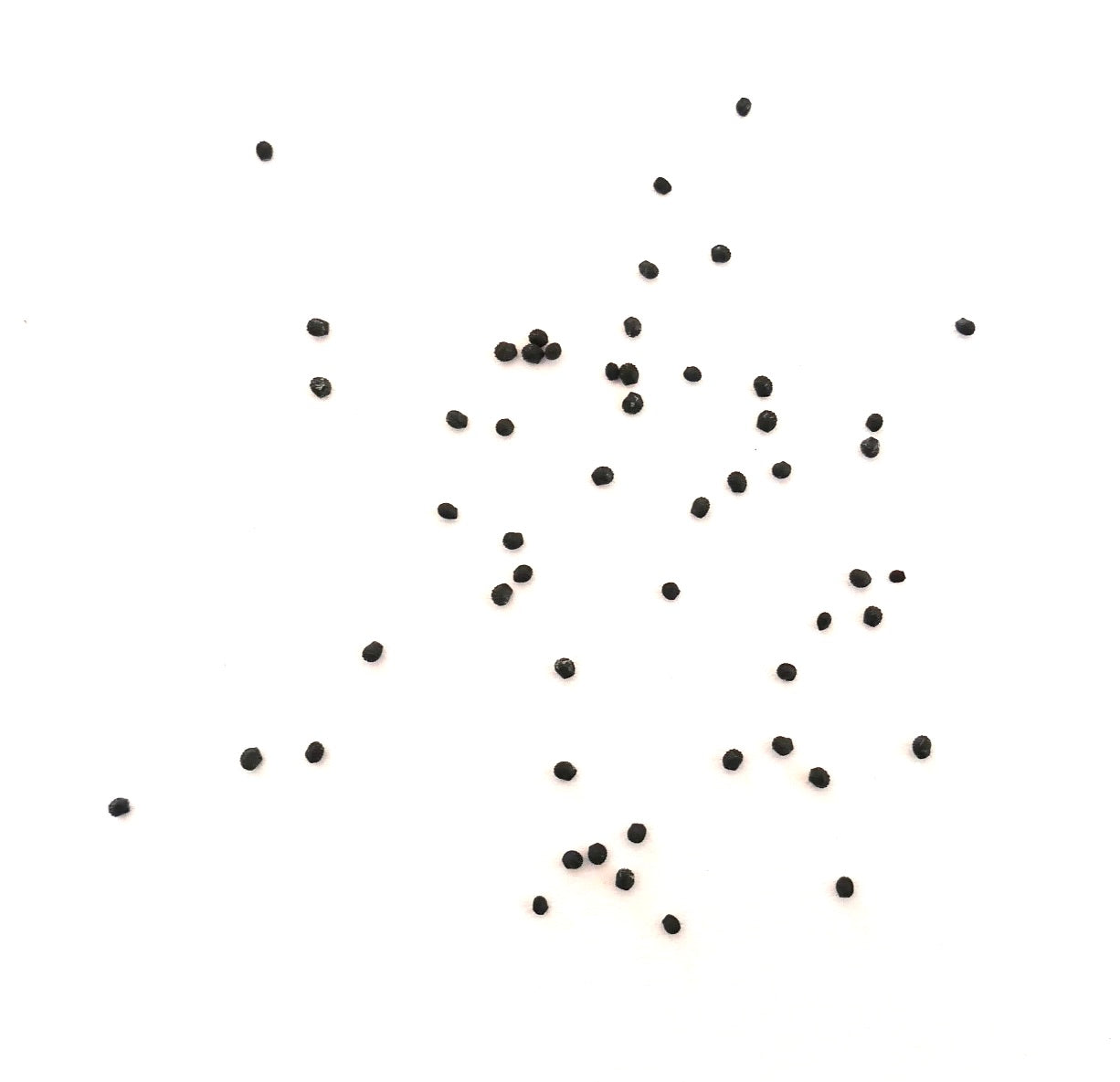 เมโลแคคตัส โคโนอิเดอุส เมล็ดพันธุ์กระบองเพชรสีดำขนาดเล็กโปรยกระจายบนพื้นหลังสีขาว