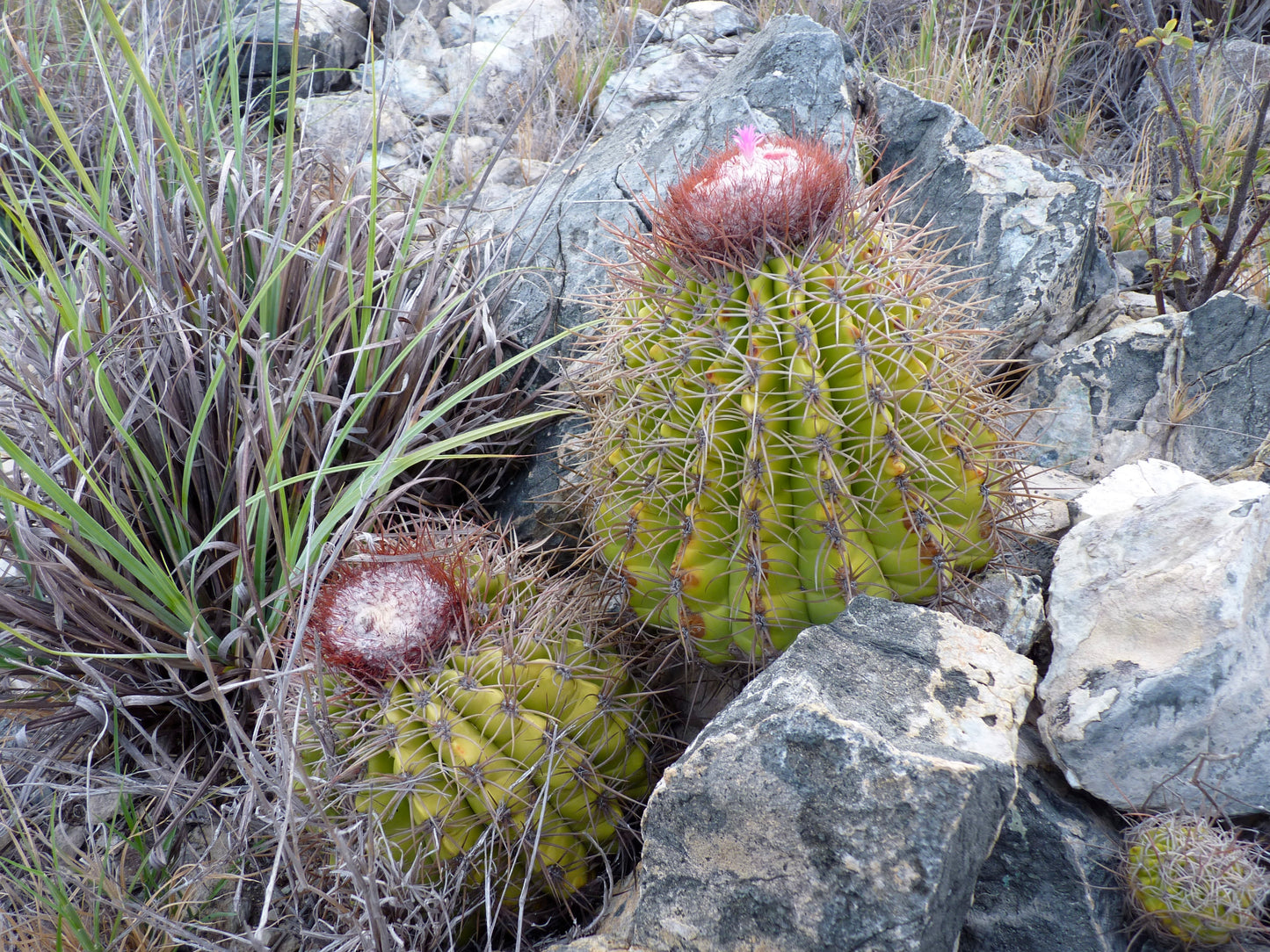 Melocactus curvispinus ssp loboguerreroi sukkulent kaktus med tette torner og rosa blomst på steinete terreng