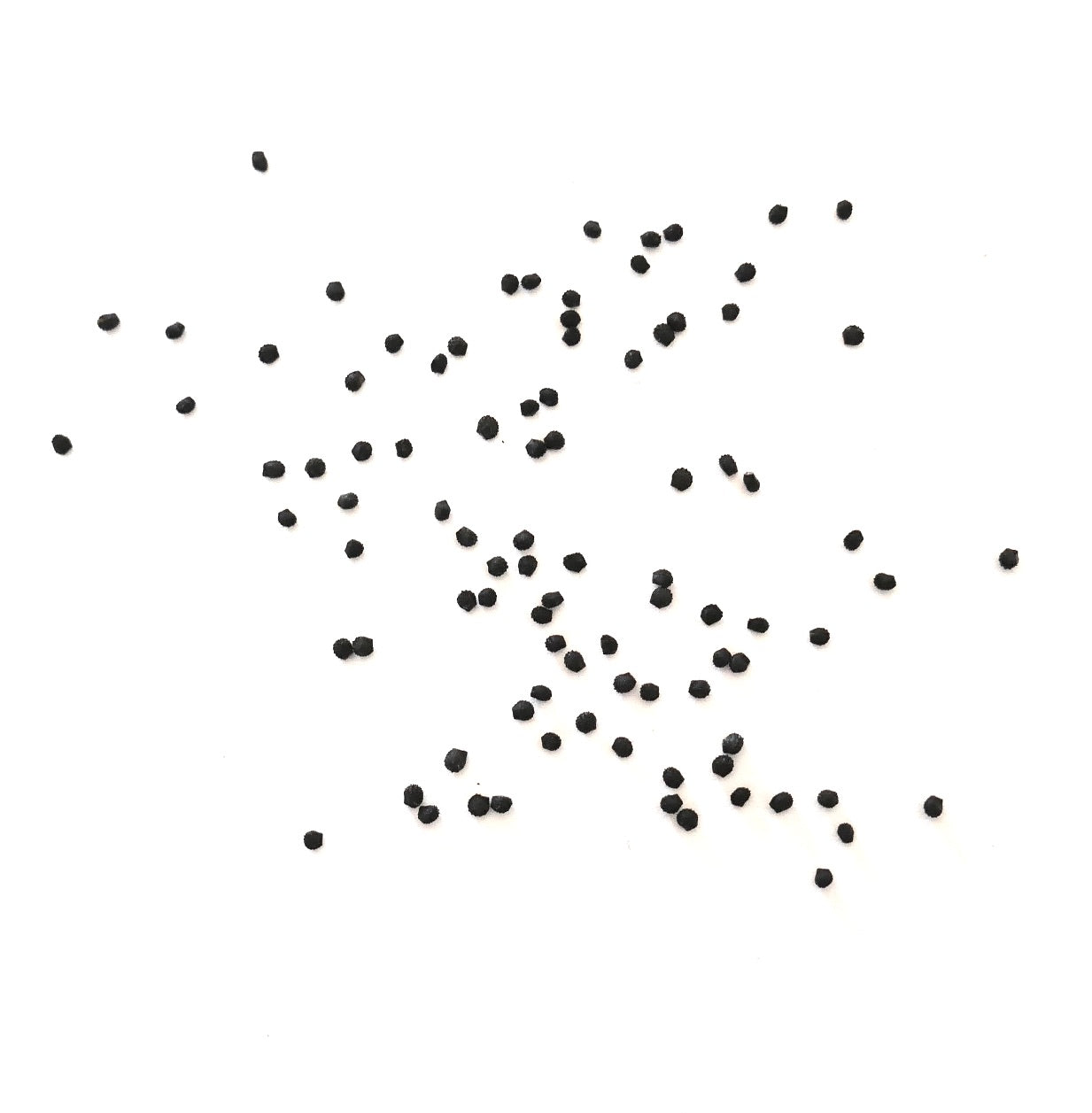 เมโลแคคตัส กลอเซสเซนส์ เมล็ดสีดำขนาดเล็กโปรยกระจายบนพื้นหลังสีขาว