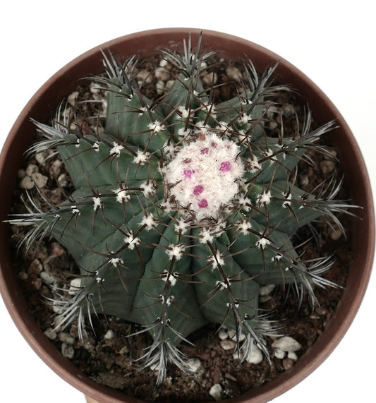 Melocactus glaucescens succulent cactus with dark spines and white woolly cephalium with pink buds