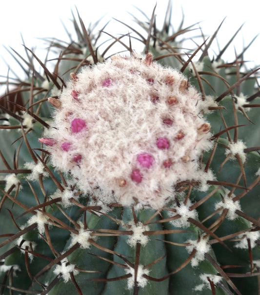 Melocactus glaucescens succulent cactus with dense white cephalium and pink flower buds