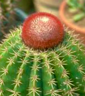 Melocactus jansenianus KK543 SAMEN